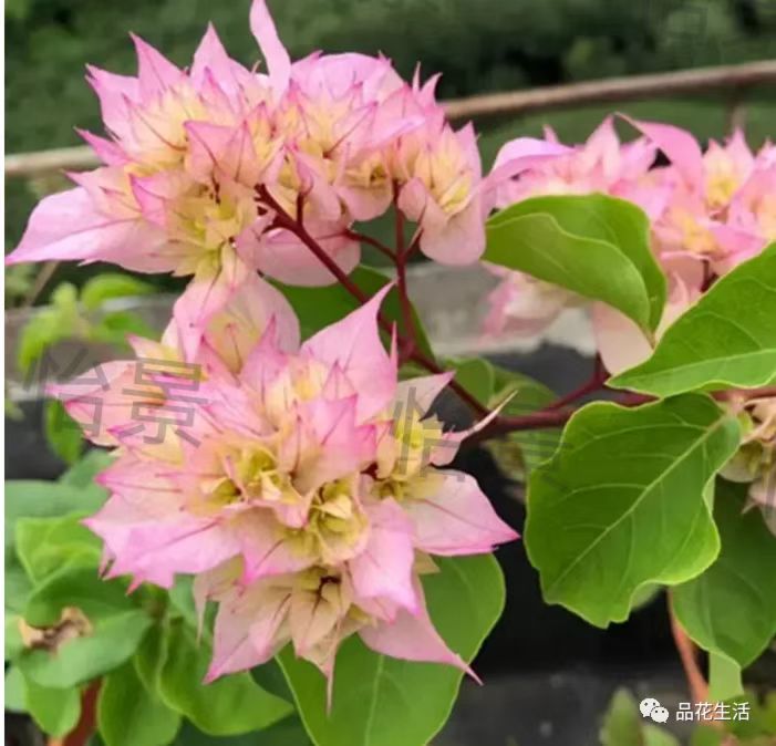 三角梅盆栽，一物一拍