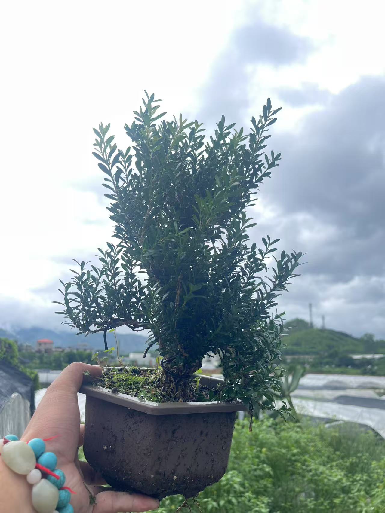 12公分老盆口雀舌皱皮黄杨原土原盆盆破不包【植物图片仅供参考】