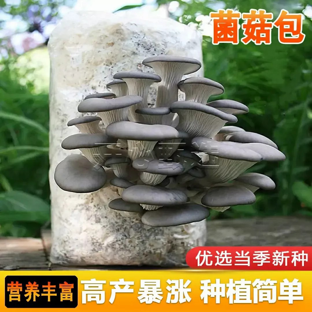 【蘑菇菌包】蘑菇种植包平菇香菇食用菌蘑菇种子家庭种植阳台种植