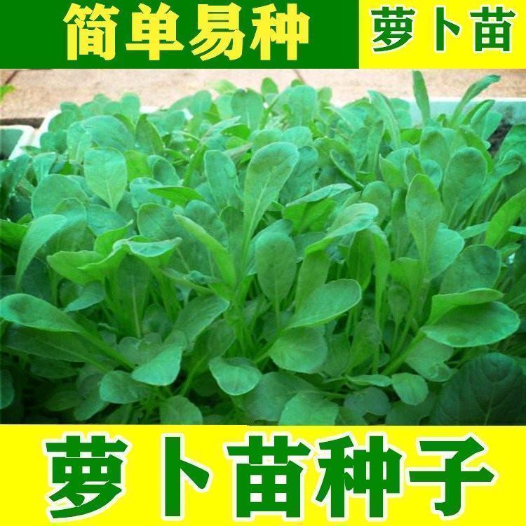 萝卜菜苗种子 专门吃萝卜苗 四季易发芽萝卜苗种 芽苗菜种籽