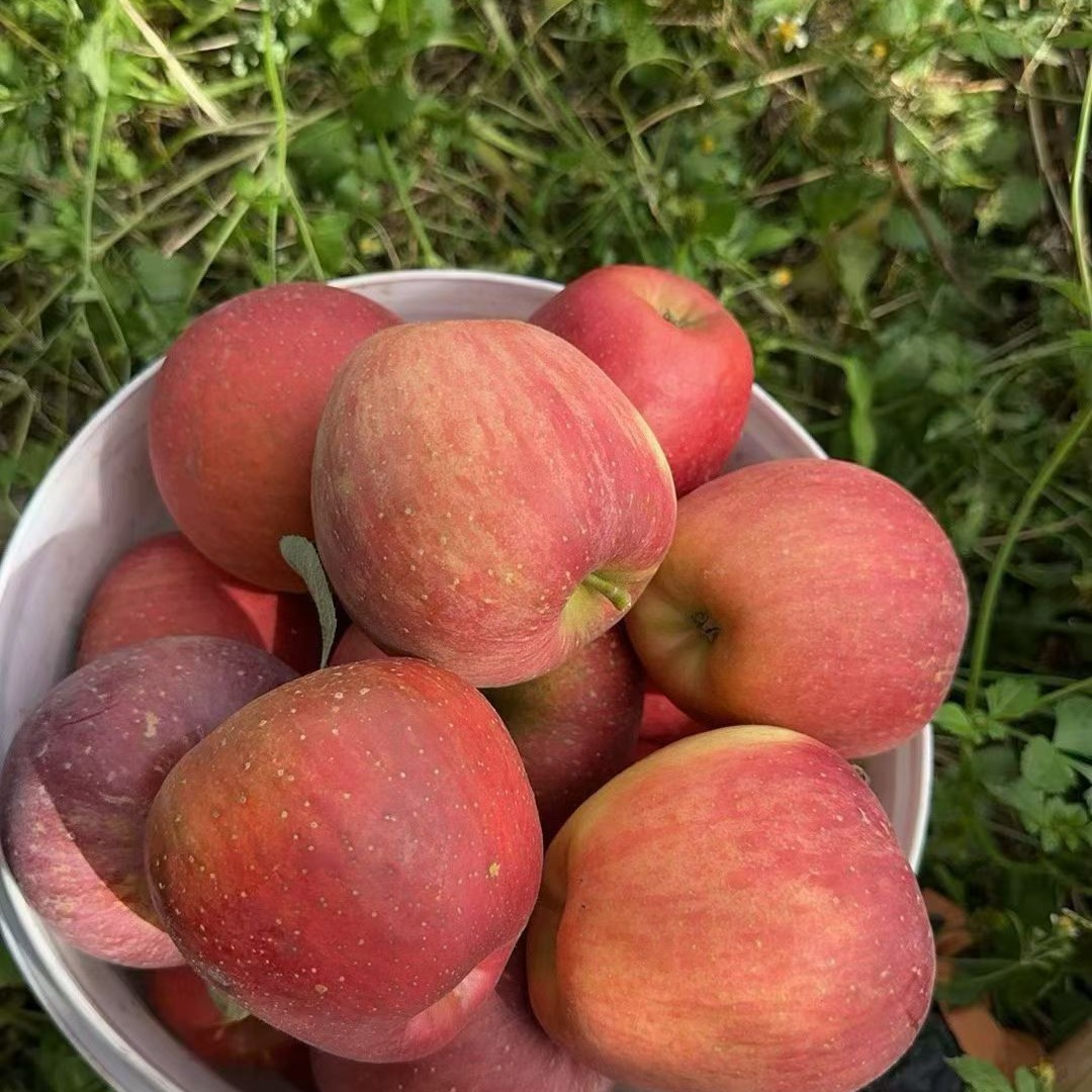 云南昭通现摘丑苹果红富士新鲜脆甜多汁应季水果