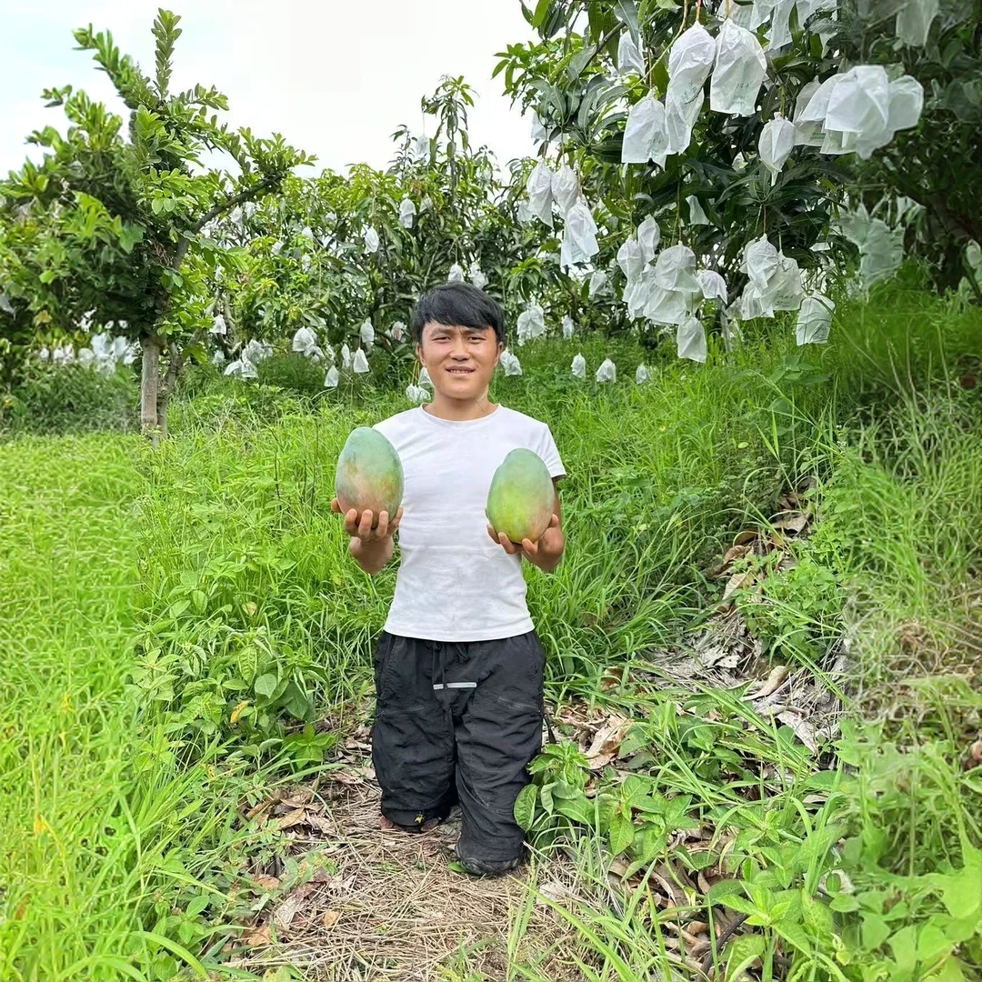 LL2【放软食用】云南凯特大脸芒果新鲜采摘当季水果带箱9-10斤