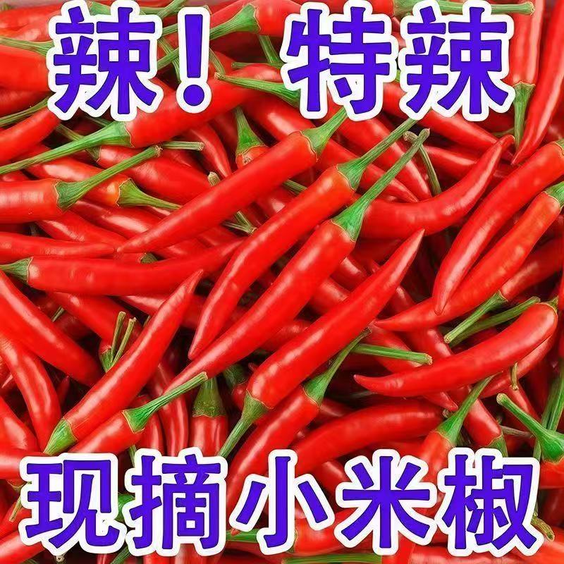 【红小米辣】新鲜现摘特辣小米辣可用于餐饮调味特辣红辣椒蔬菜