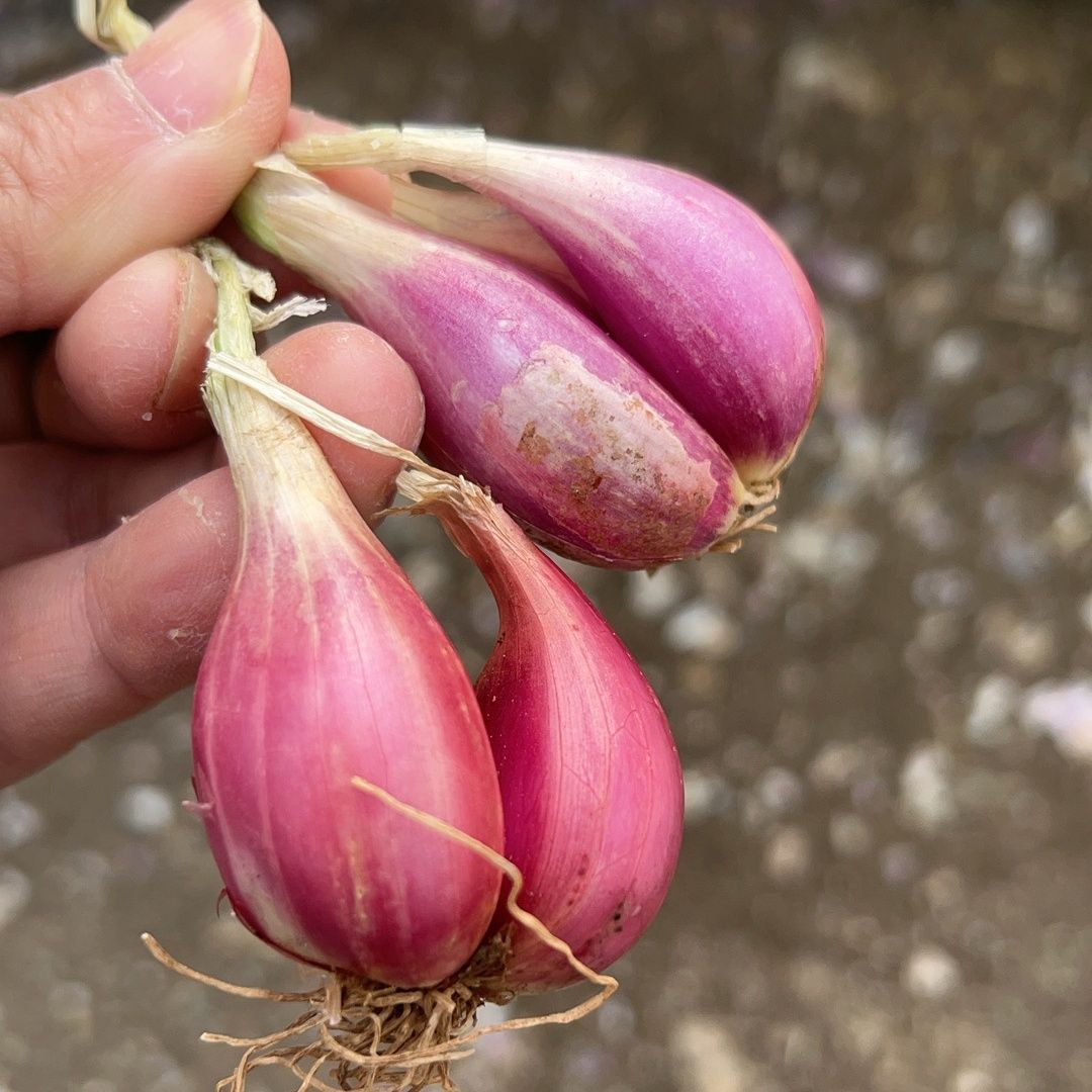 香葱头种子盆栽阳台四季小葱种红葱头蔬菜种孑籽家庭种植火葱头苗
