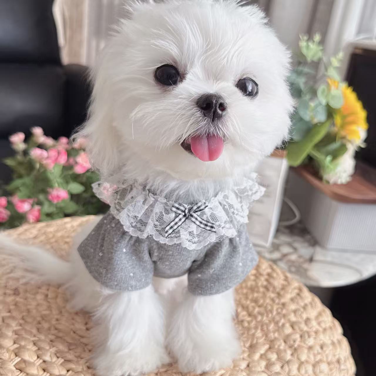 秋冬天新款宠物服闪闪银打底衫