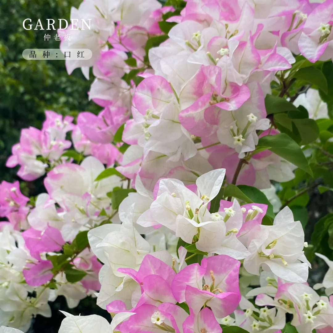 三角梅口红 大苗盆栽四季勤花卉不断爬藤重瓣植物室内外庭院树苗