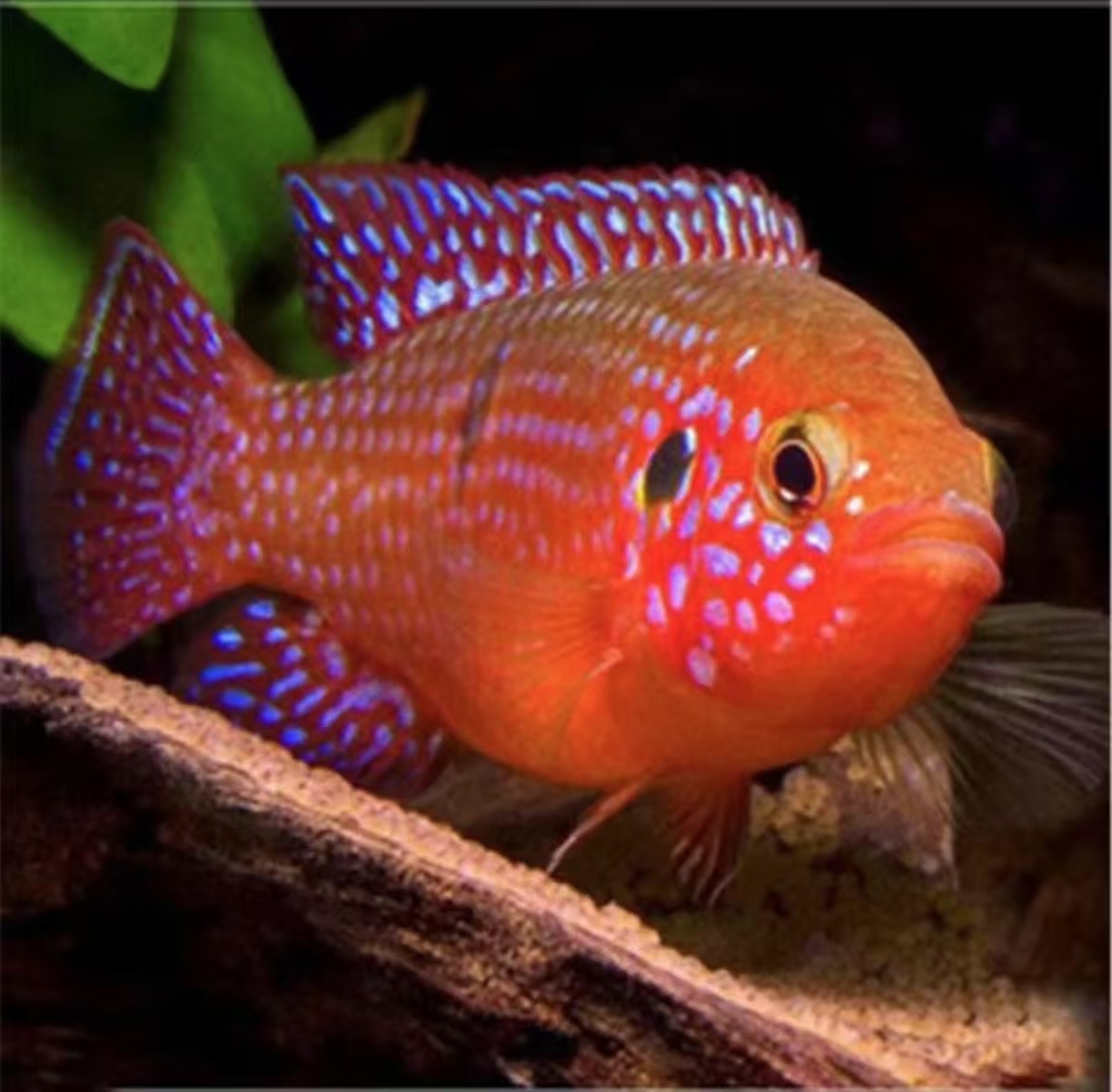 鱼血钻活体热带观赏鱼三湖慈鲷好养耐活无需打氧