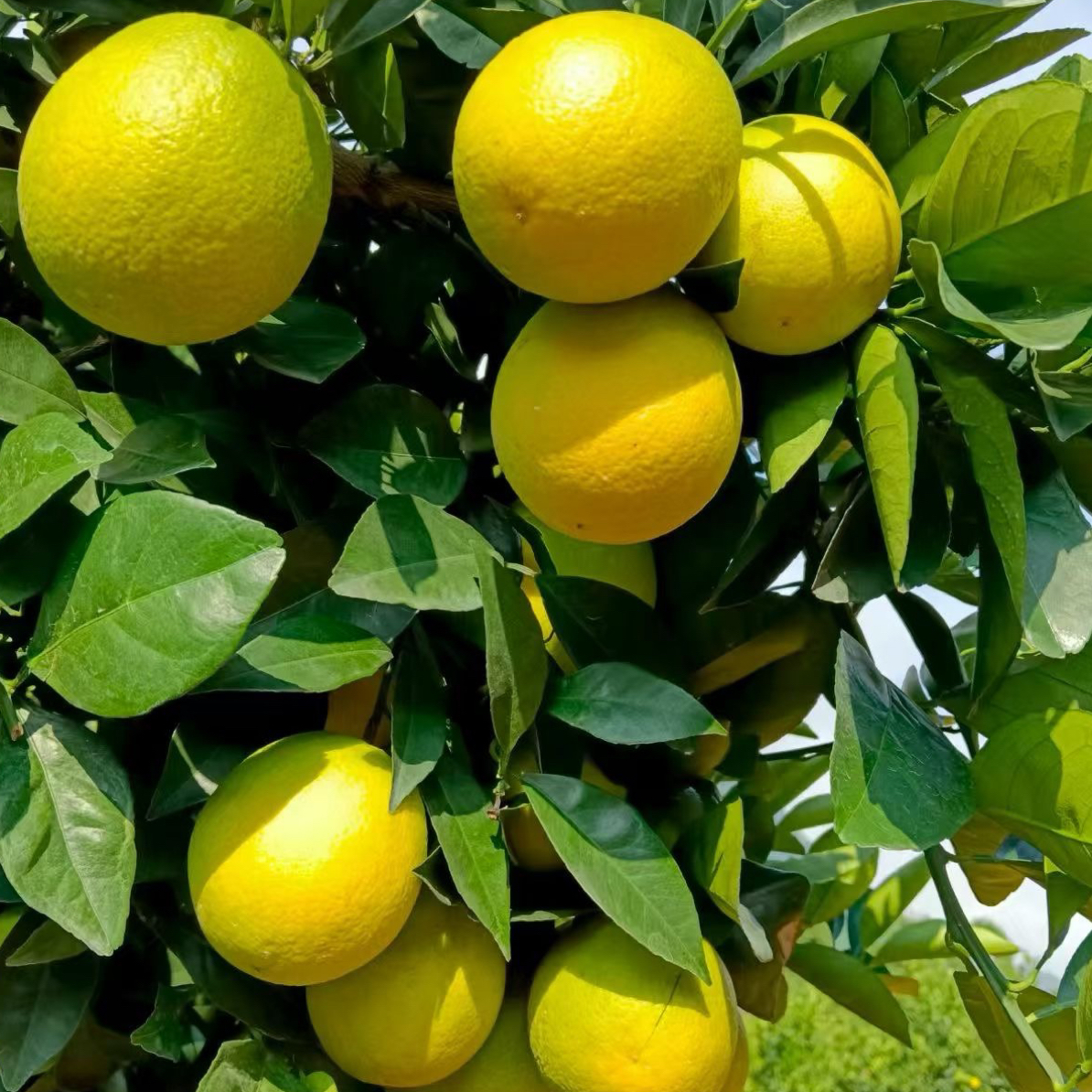 云南哀牢山老树冰糖橙农家果园现摘现发5/9斤装