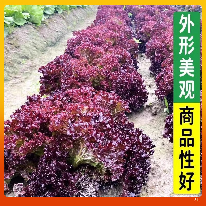 紫叶生菜种籽紫色沙拉菜意大利生菜春夏阳台庭院简单好种蔬菜种子