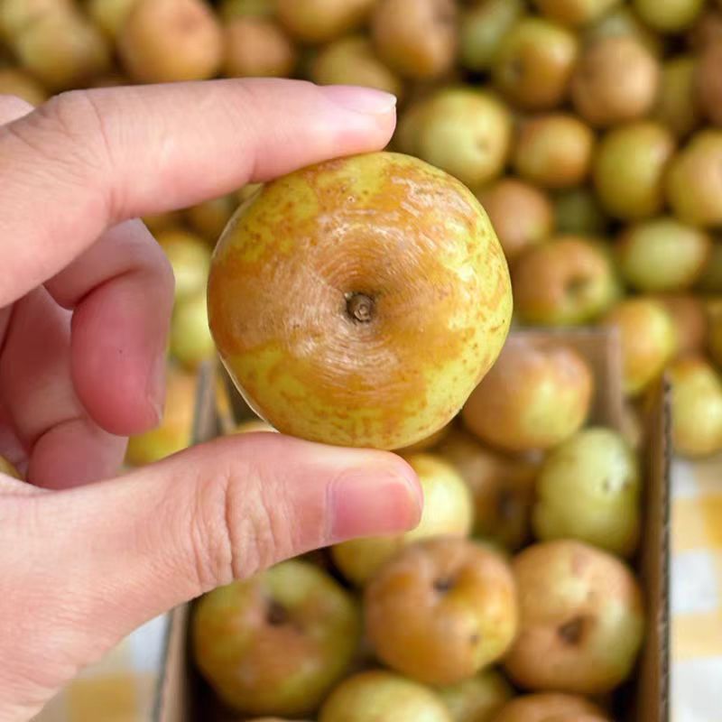 潮汕新鲜采摘高山甜种油甘果可生吃榨汁煲汤回甘好地摊批发优惠