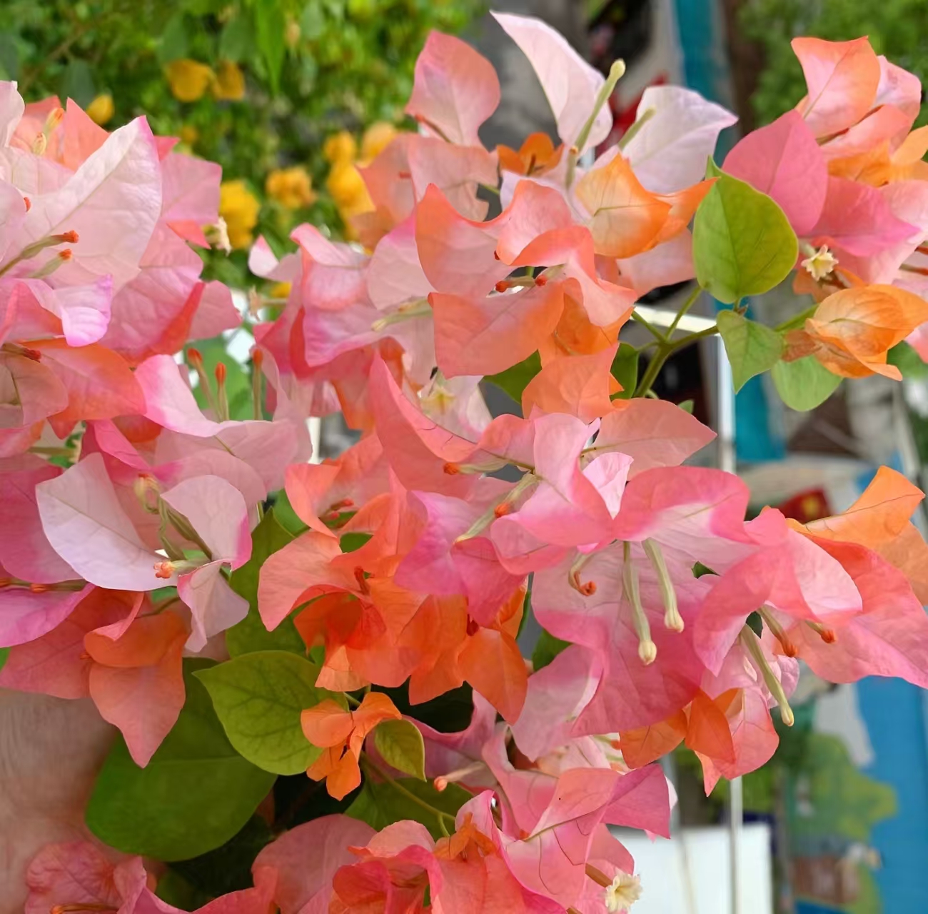 【橙口红三角梅】浮山王子基地橙白复色喜阳爬藤阳台庭院植物