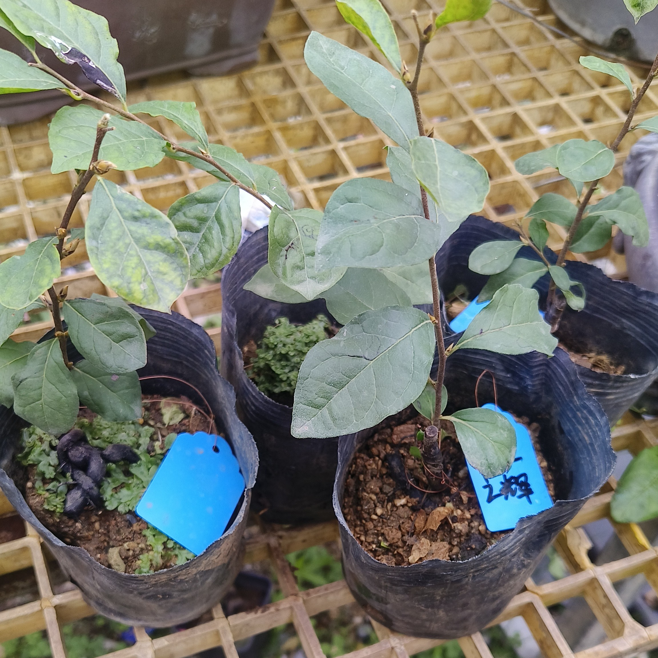 老鸦柿品种素材八重