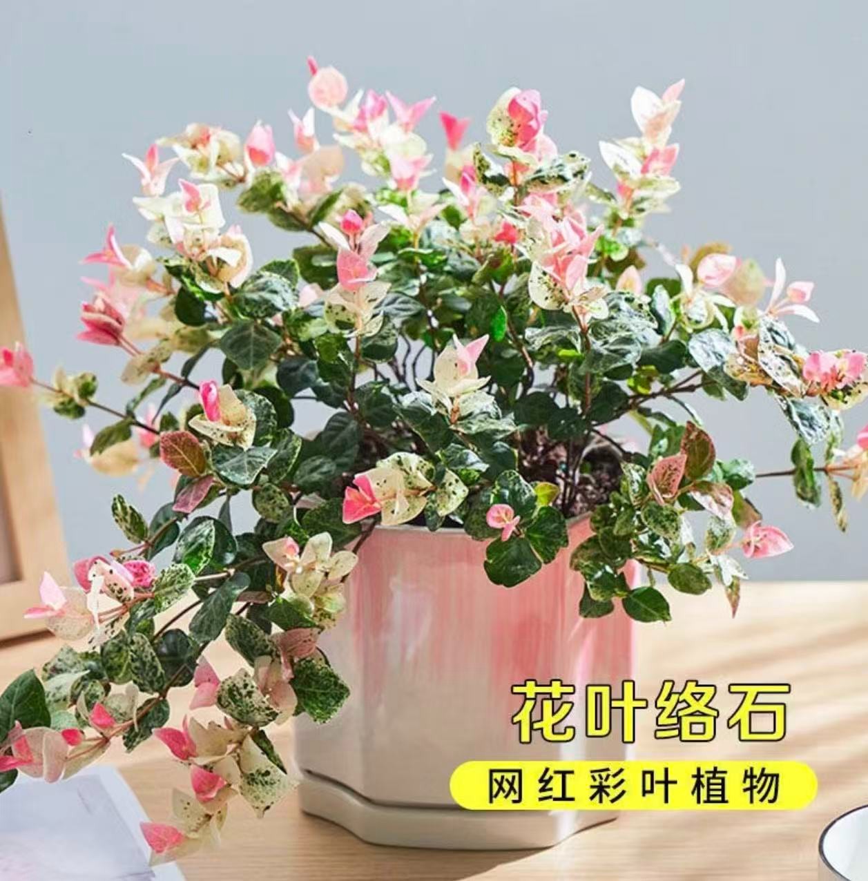 一个月开花花叶络石多年生植物室外庭院花园叶子颜色多变好养种植