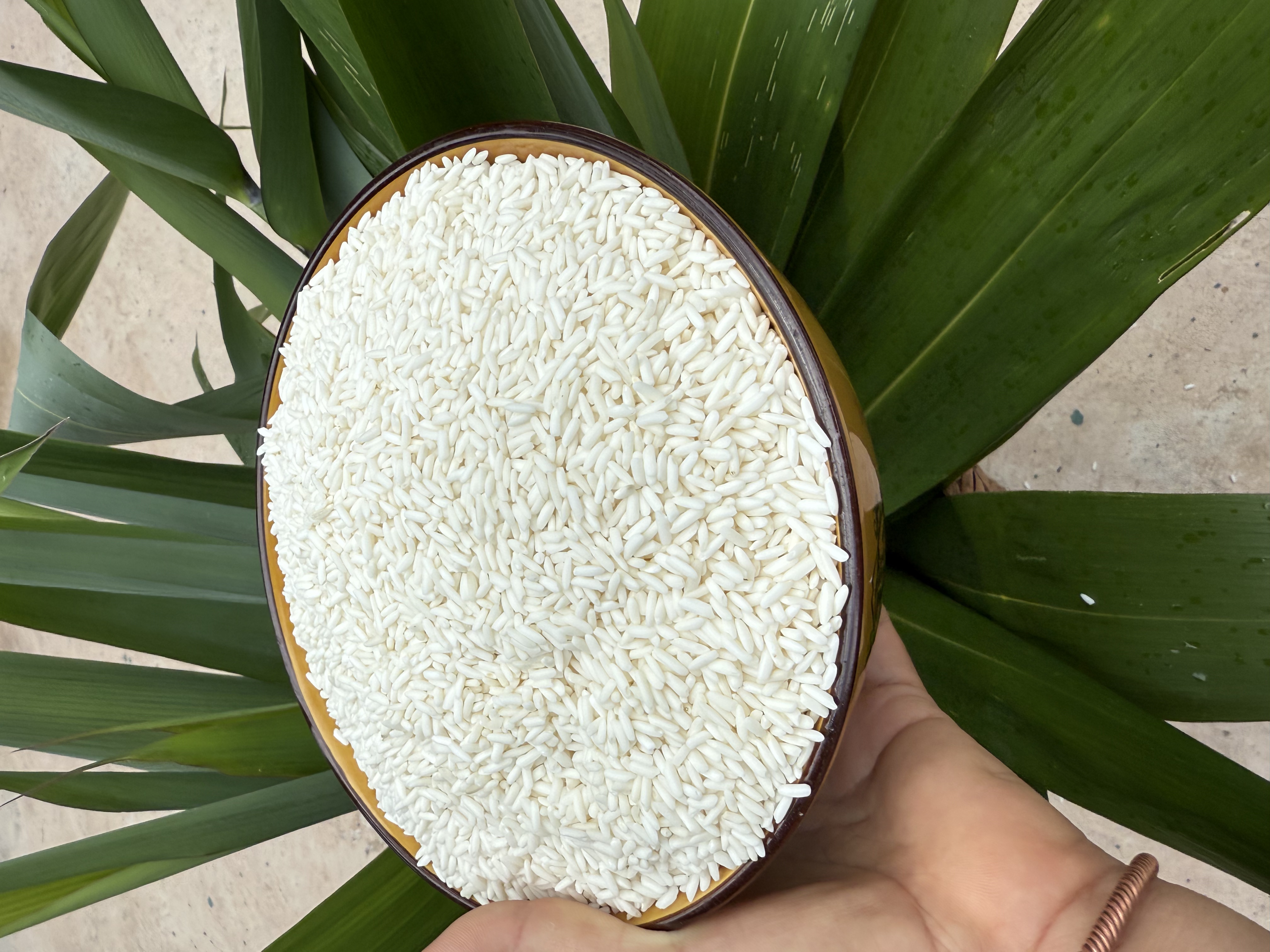 老挝糯米 5斤/袋 (市斤) ,10斤/袋 (市斤)