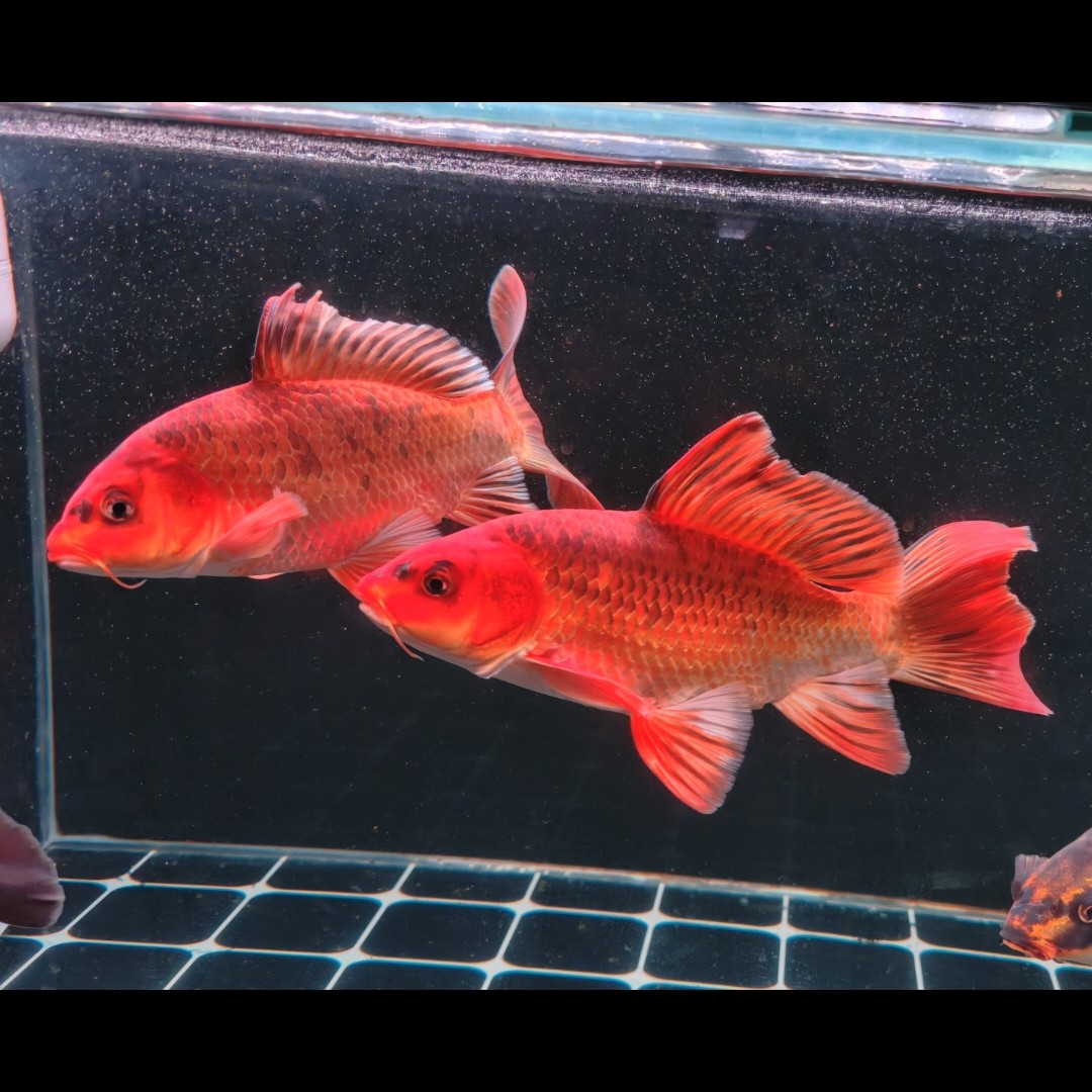 烈焰红猫15-28公分蝴蝶鲤观赏鱼