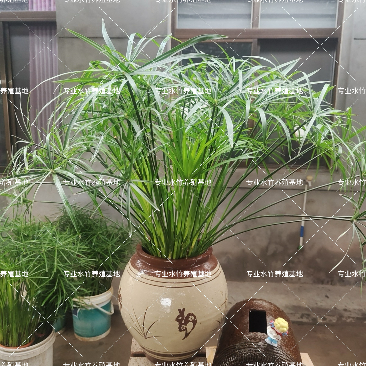 水竹伞竹风车竹盆栽土培水培室内外庭院鱼池造景鱼缸龟缸假山百搭