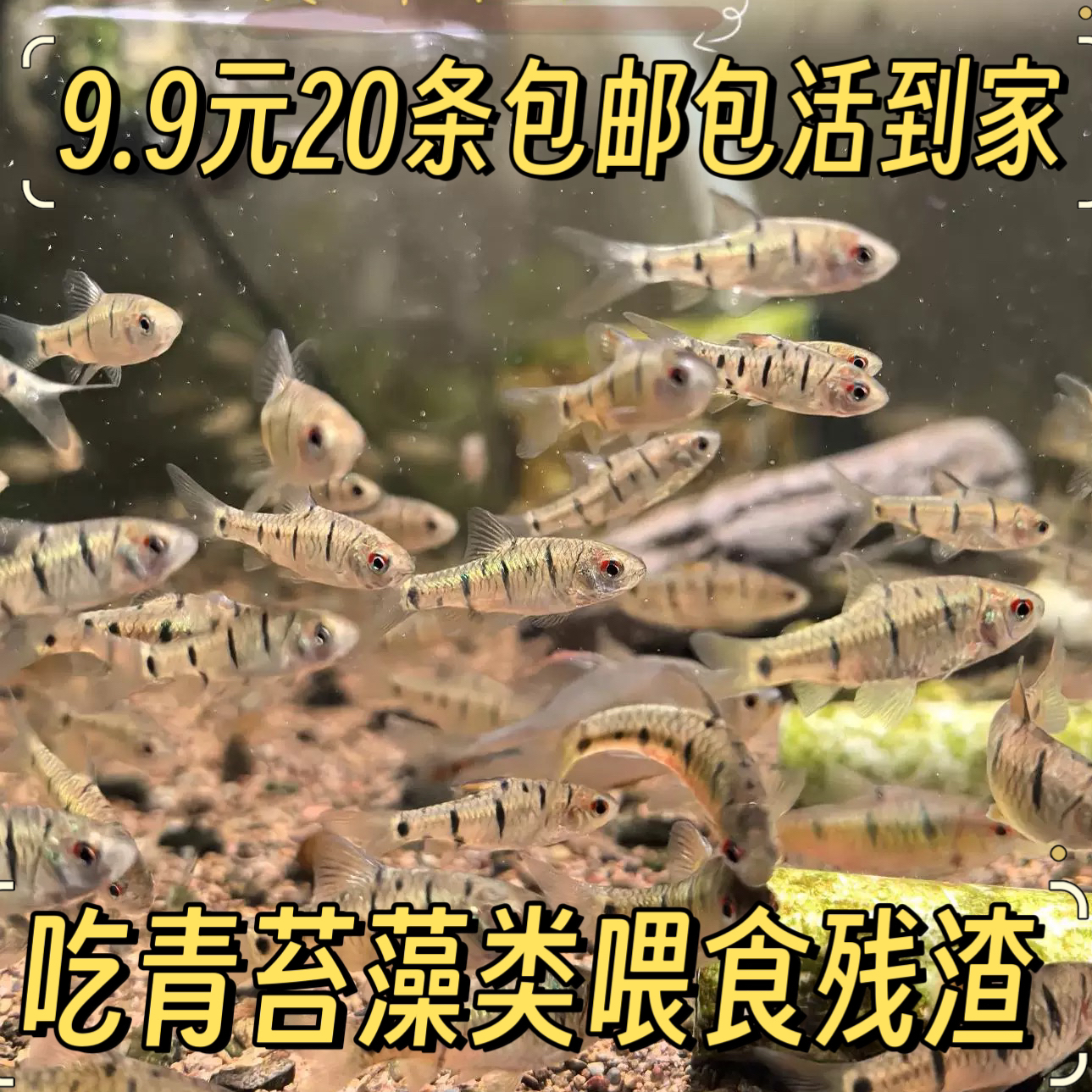 条纹小鲃观赏鱼活鱼鱼观赏鱼小鱼中国斗鱼伴侣耐寒冷水溪流鱼活体