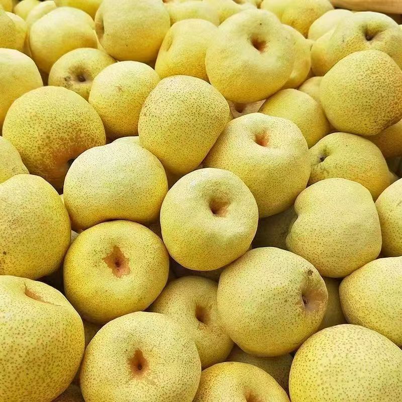 砀山酥梨爆甜脆梨子水果梨新鲜薄皮酥梨水果农场直发