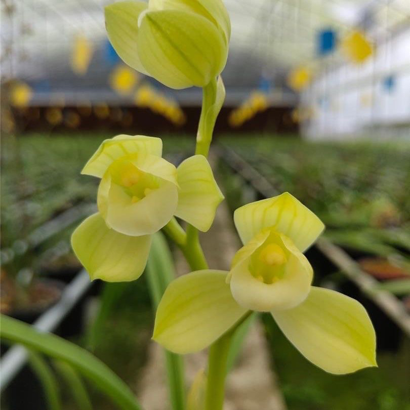 春剑素荷带花苞浓香好养室内外绿植盆栽四季花卉兰花苗