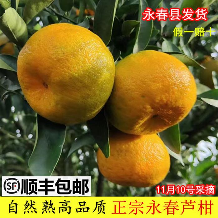 顺丰正宗福建永春芦柑带箱6斤/10斤柑橘新鲜应季水果桔子椪柑