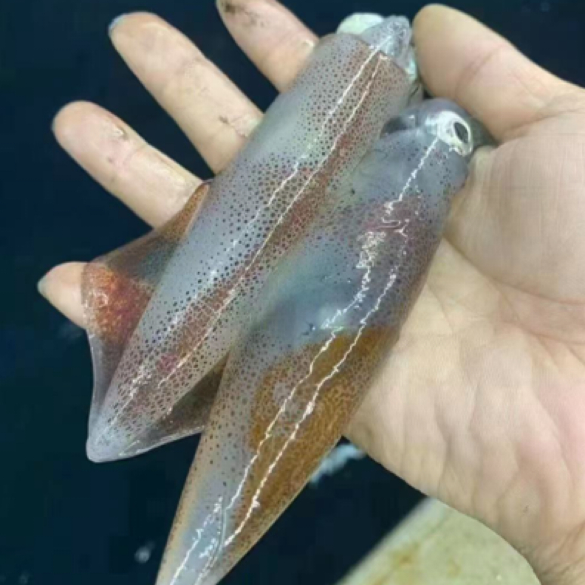 东山小管5-7个一盒合适白灼爆炒一盒400克3盒