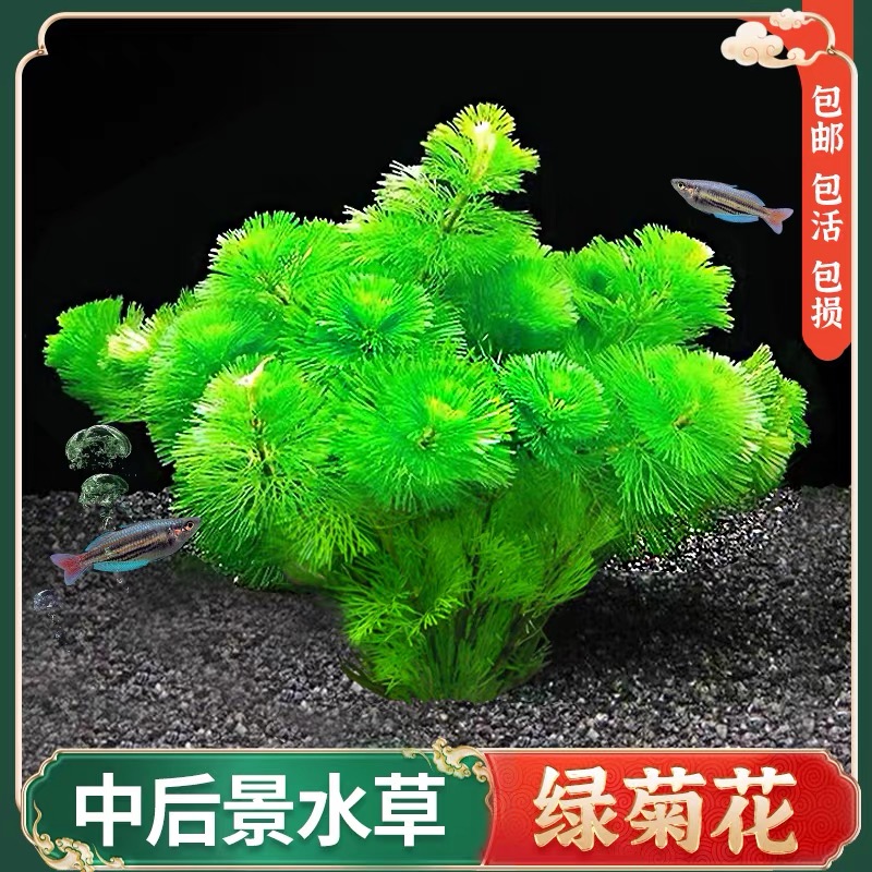绿菊蜈蚣草坨草懒人植物真草绿植新手鱼缸造景专用水草增氧净化