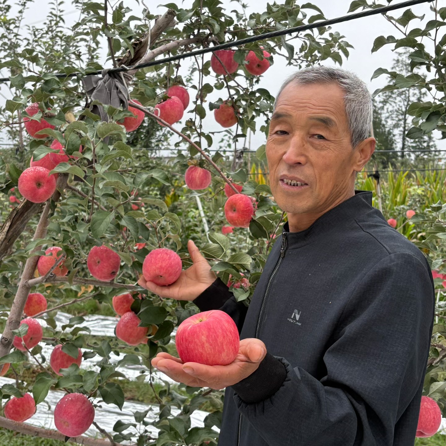 陕西晚熟红富士苹果现摘产地直发脆甜多汁果味浓郁净重5斤