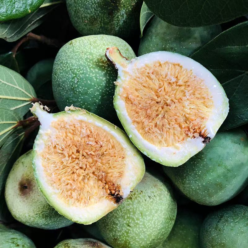 凉粉果霹雳果鬼木馒头奶母爱玉果木莲果手搓冰粉籽