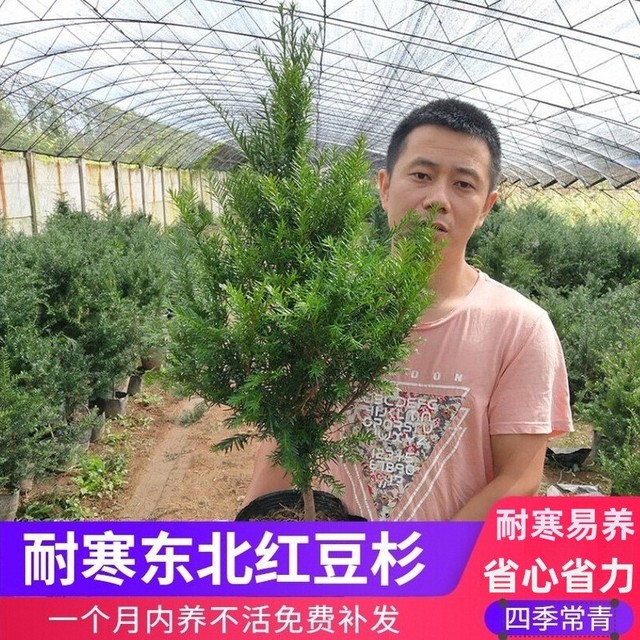 耐寒正宗东北红豆杉树苗大树绿植花卉盆栽盆景植物室内好养红豆彬