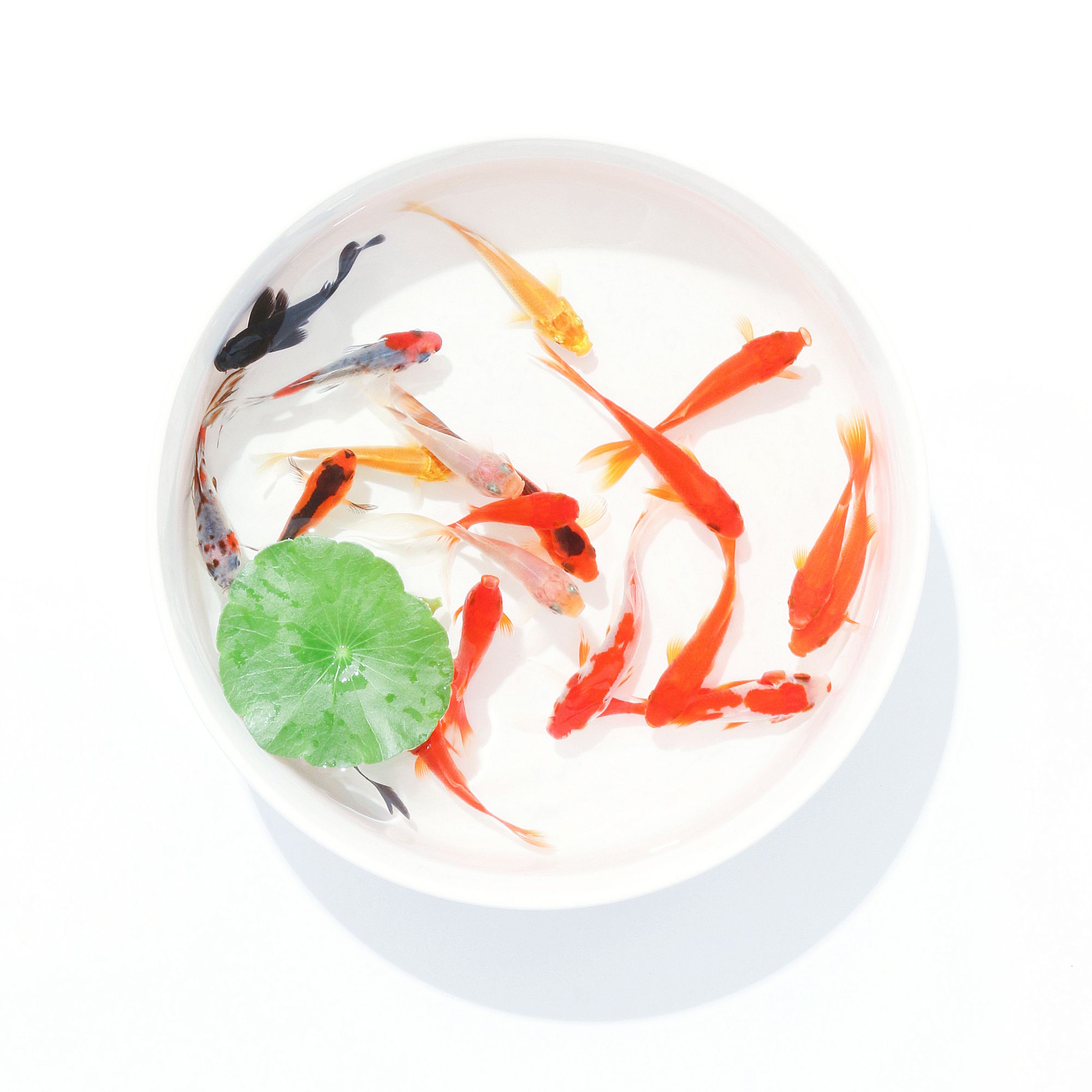 6cm-9cm 09条 观赏鱼 淡水鱼 冷水鱼 红草金鱼