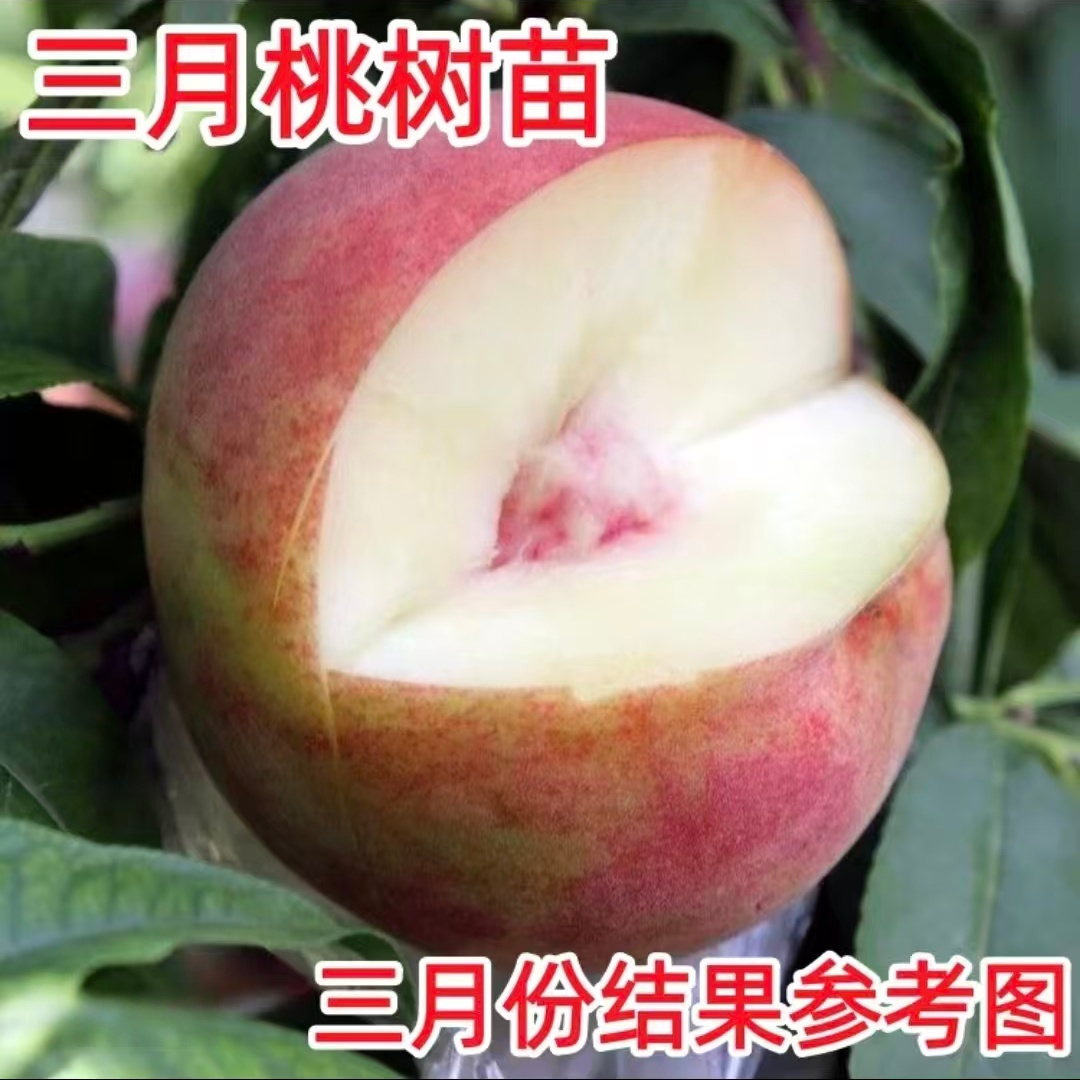嫁接特早熟桃树苗三月桃树苗三月醉脆蜜桃子树苗盆栽地栽南北种植