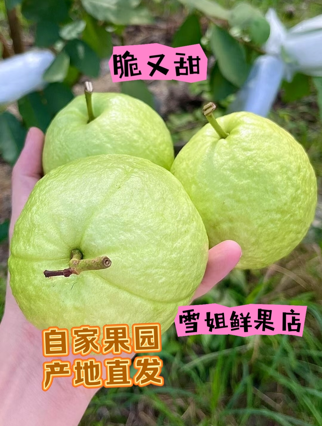 福建漳州现摘新鲜白心芭乐番石榴清脆又甜水果，自家果园採摘直发