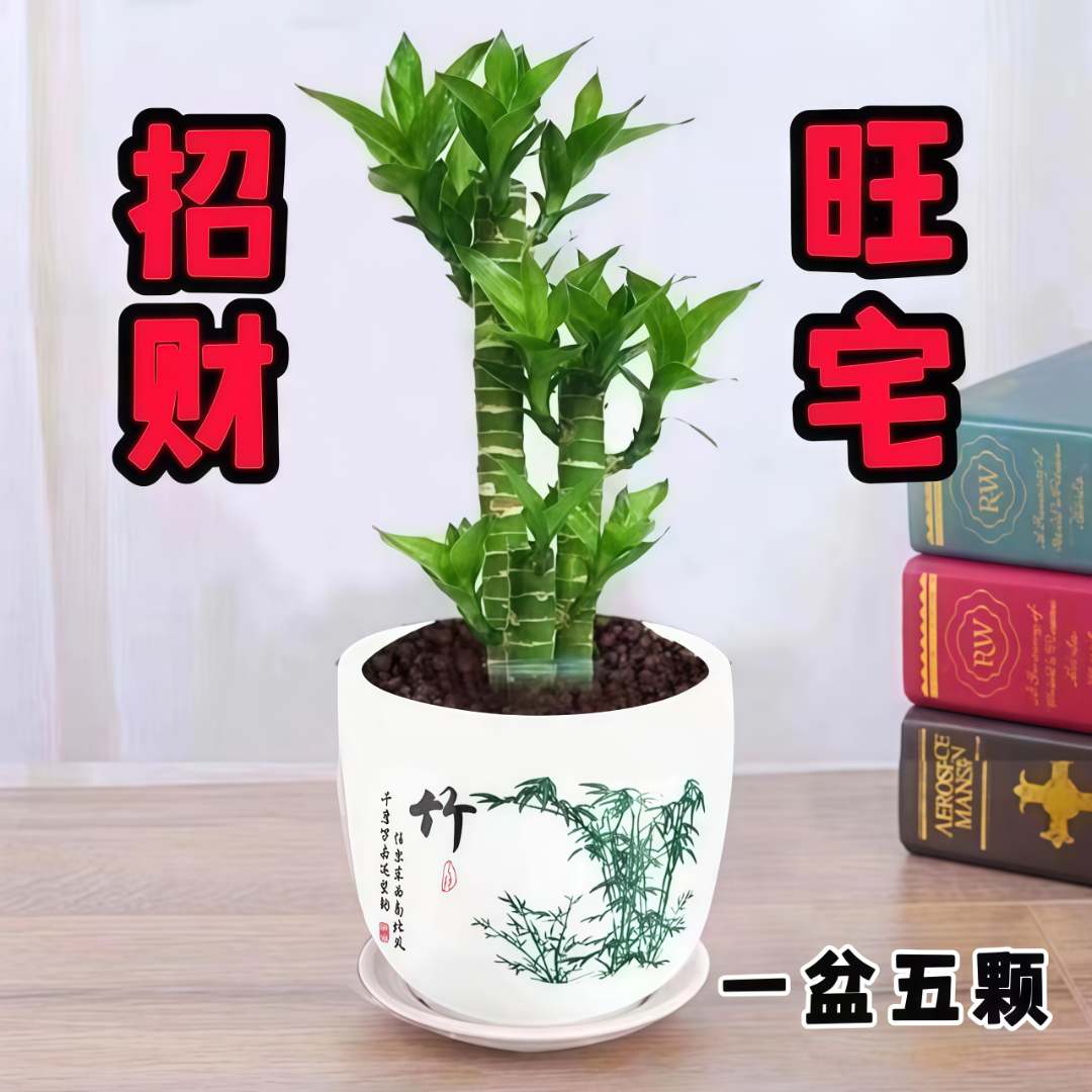 四季常青空气富贵竹节节室内植物高观叶盆栽荷花竹步步高