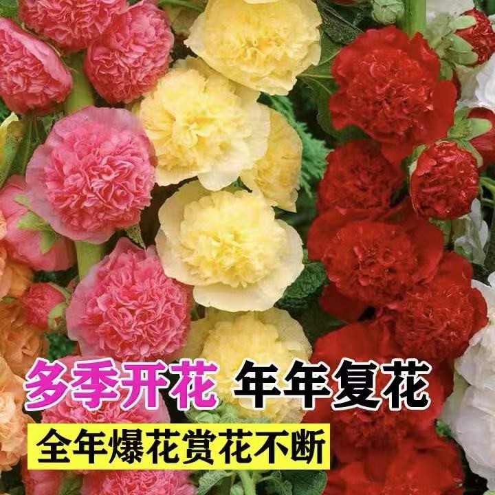 混色重瓣蜀葵花种子四季开花播种易种室内室外阳台盆栽花卉种籽