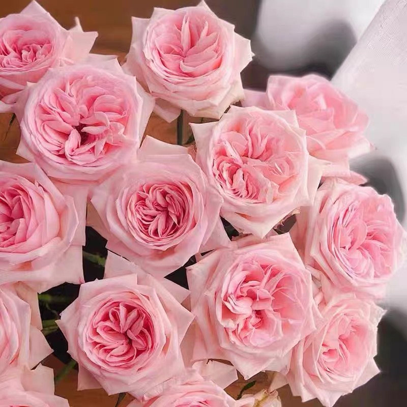 粉荔枝 云南玫瑰花苗老桩当年开花大花浓香月季老根花卉绿植盆栽