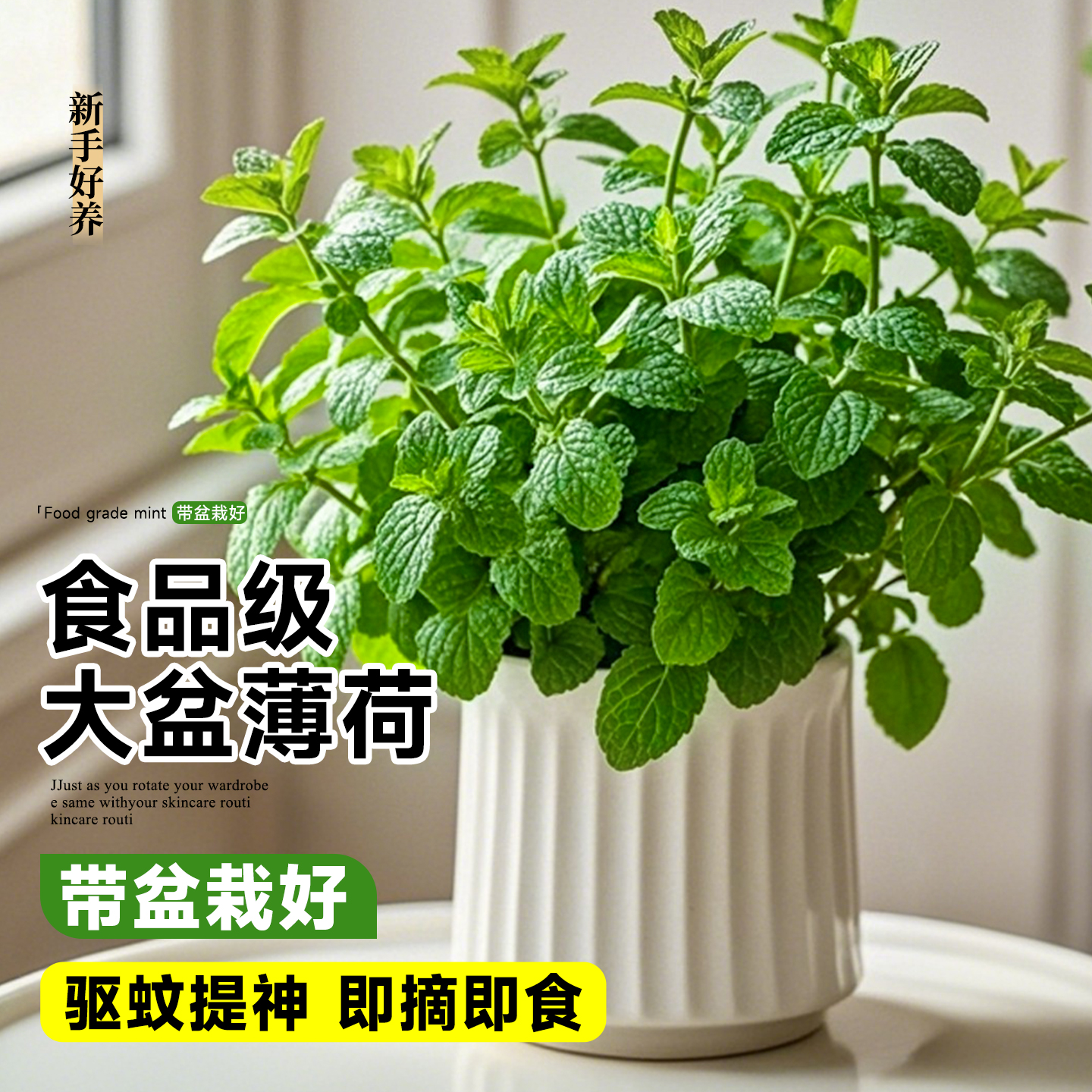 薄荷盆栽可食用大苗室内驱蚊绿植迷迭香四季香草植物猫薄荷叶大盆