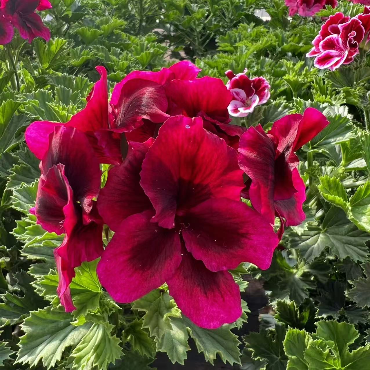 大花天竺葵盆栽带花发货蝴蝶梅四季开花好养易活适合阳台