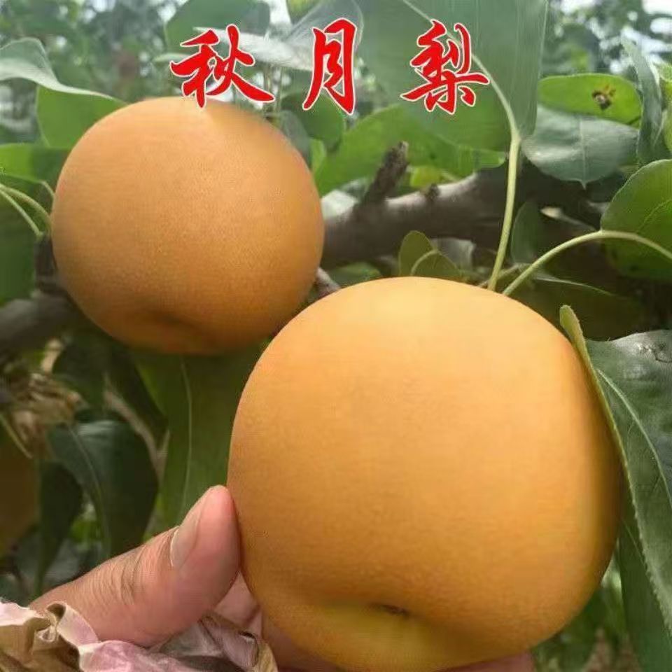 秋月梨树苗 嫁接 晚熟果树苗梨苗香甜大果庭院盆栽地栽南北方种植