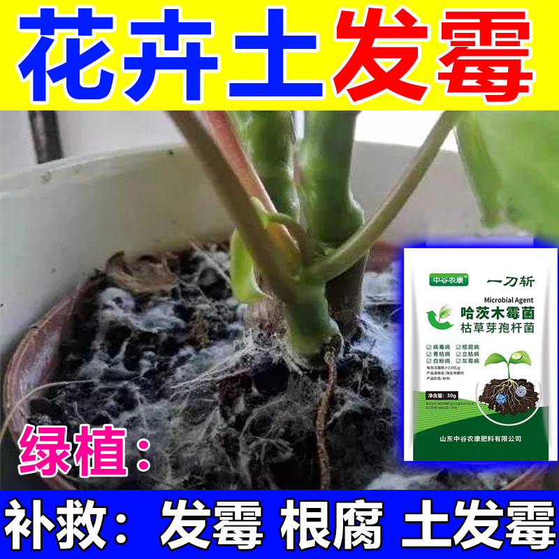 花盆土长白毛白色菌丝灭菌改善土壤腐根死苗霉菌土壤消毒