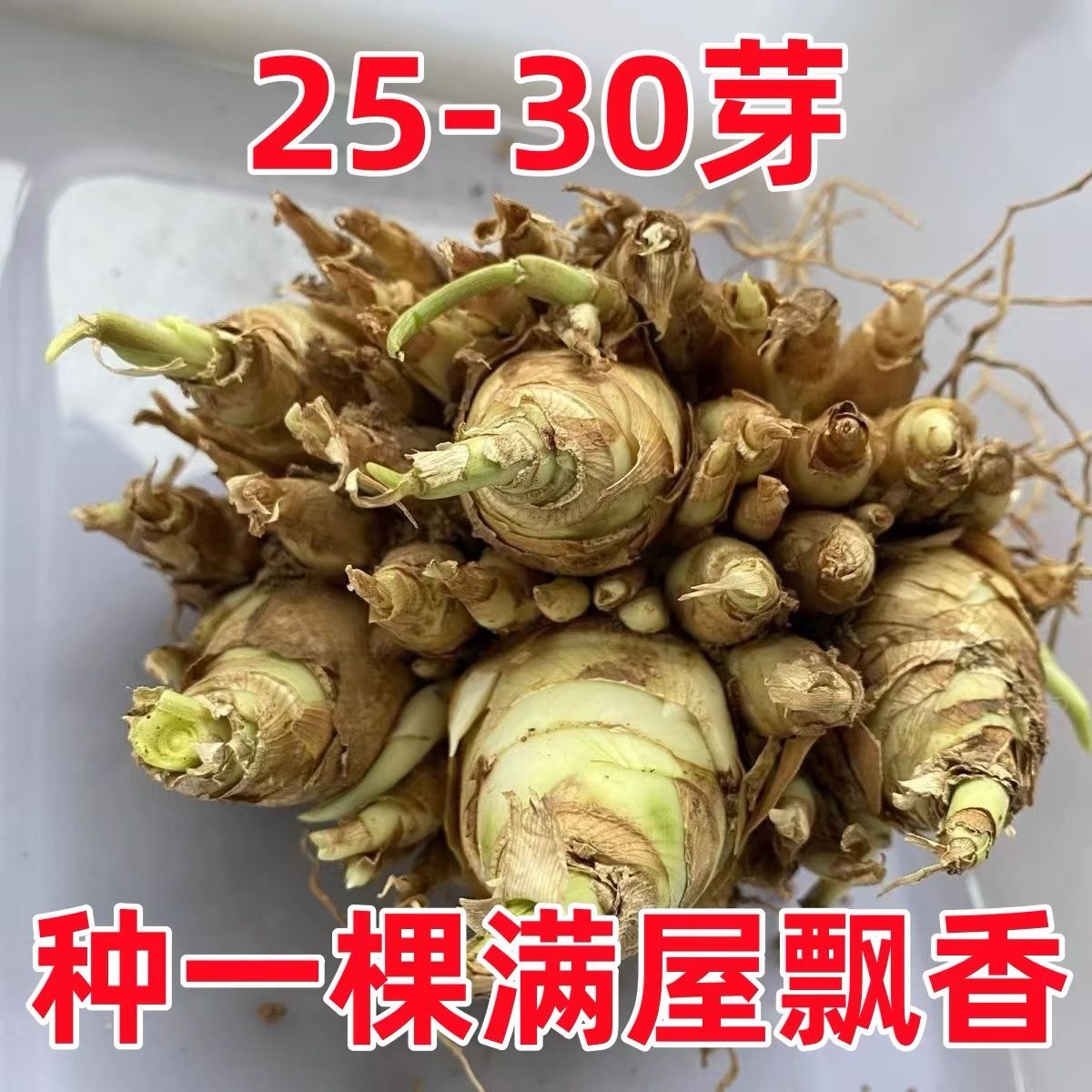 进口重瓣浓香型晚香玉种球多年室内外庭院四季种植百合浓香型花卉