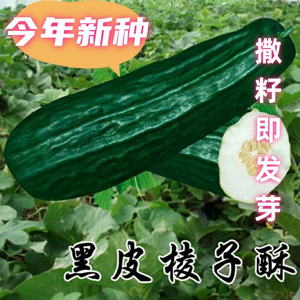 春天/(新种到啦)特大黑皮酥种子菜瓜甜瓜种籽酥瓜早熟耐热抗病大