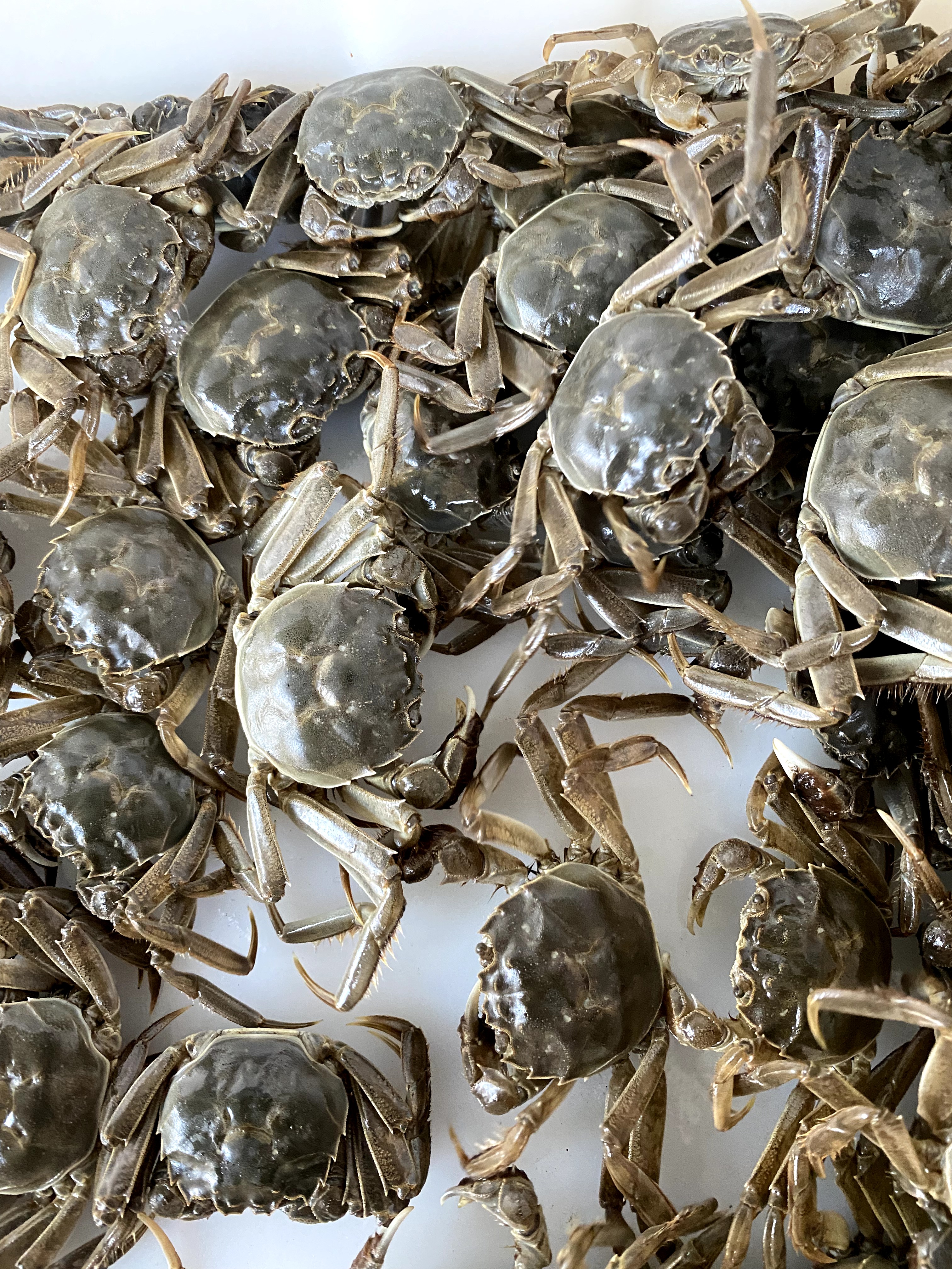 蟹苗宠物蟹淡水养殖观赏河蟹蟹苗幼苗活体