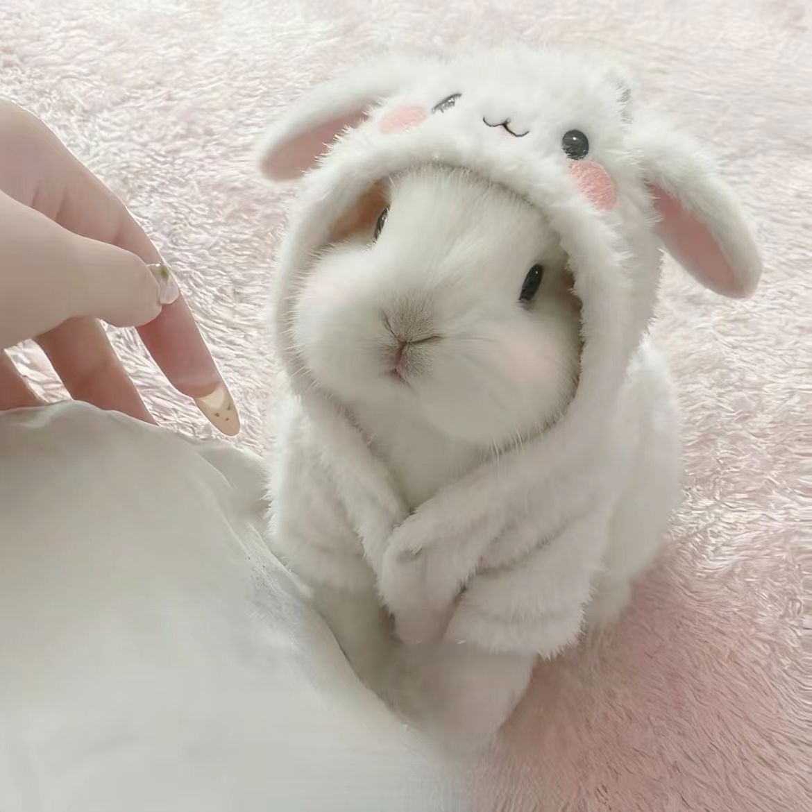 超萌迷你侏儒垂耳兔活体不咬人适合家庭饲养宠物兔