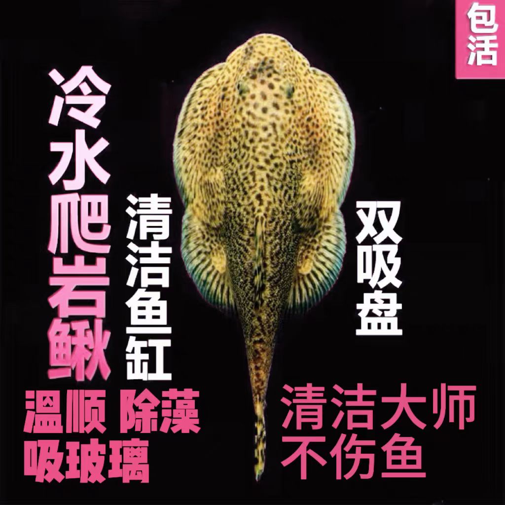 爬岩鳅冷水鱼清道夫除藻小型鱼蝶尾玛雅蝴蝶鲤耐活冷水观赏