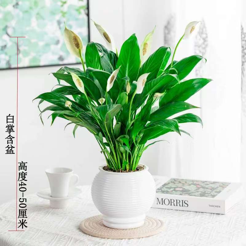 白掌一帆风顺盆栽植物室内花卉绿植水养四季开花新手好养易活