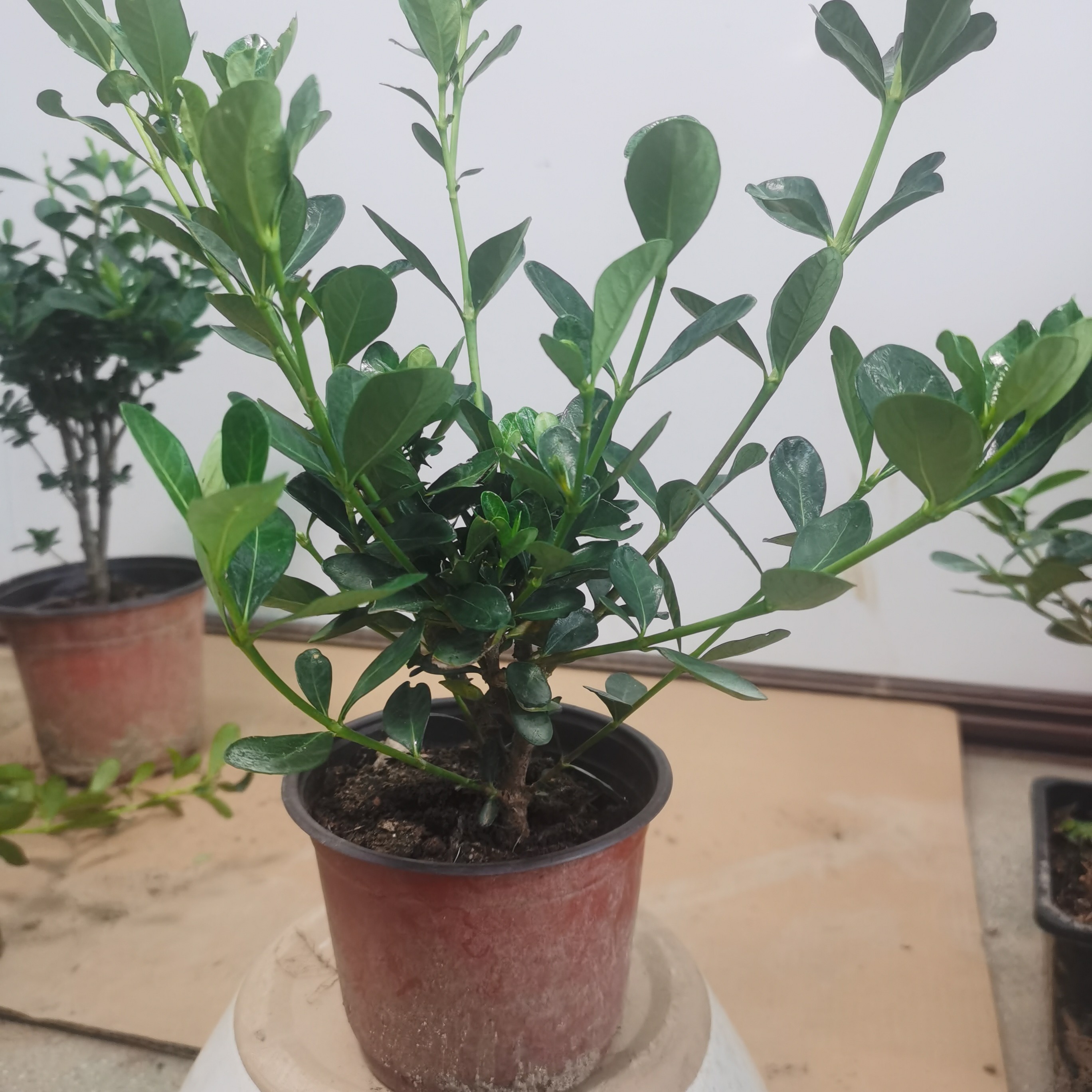 达摩栀子花夹竹桃苗小盆栽适合室内外种植绿植盆景栀子花盆栽圆叶