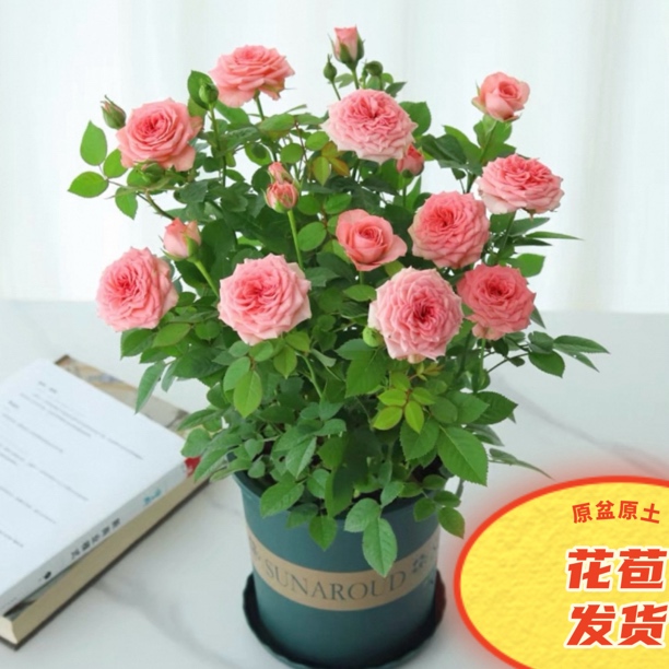 【仙度瑞拉】1加仑盆多颗扦插四季开花室外盆栽阳台夏季花园