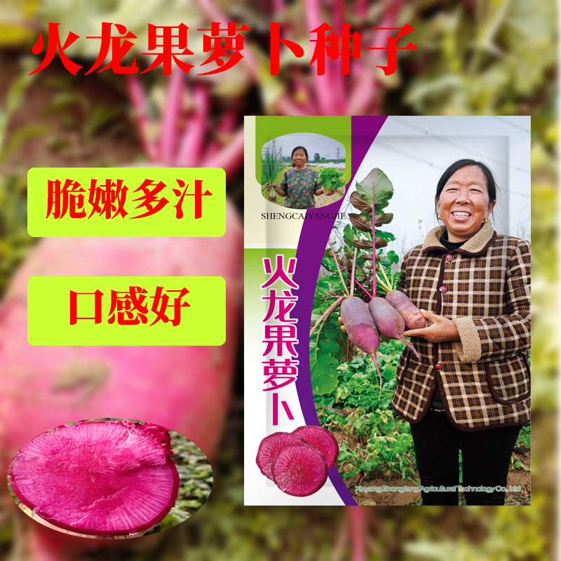 【杨姐推荐】火龙果萝卜种子水果萝卜脆嫩爽口