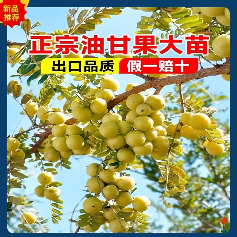 油甘果苗油柑树苗油甘苗牛甘子苗南方种植大果甘果苗嫁接果苗阳台