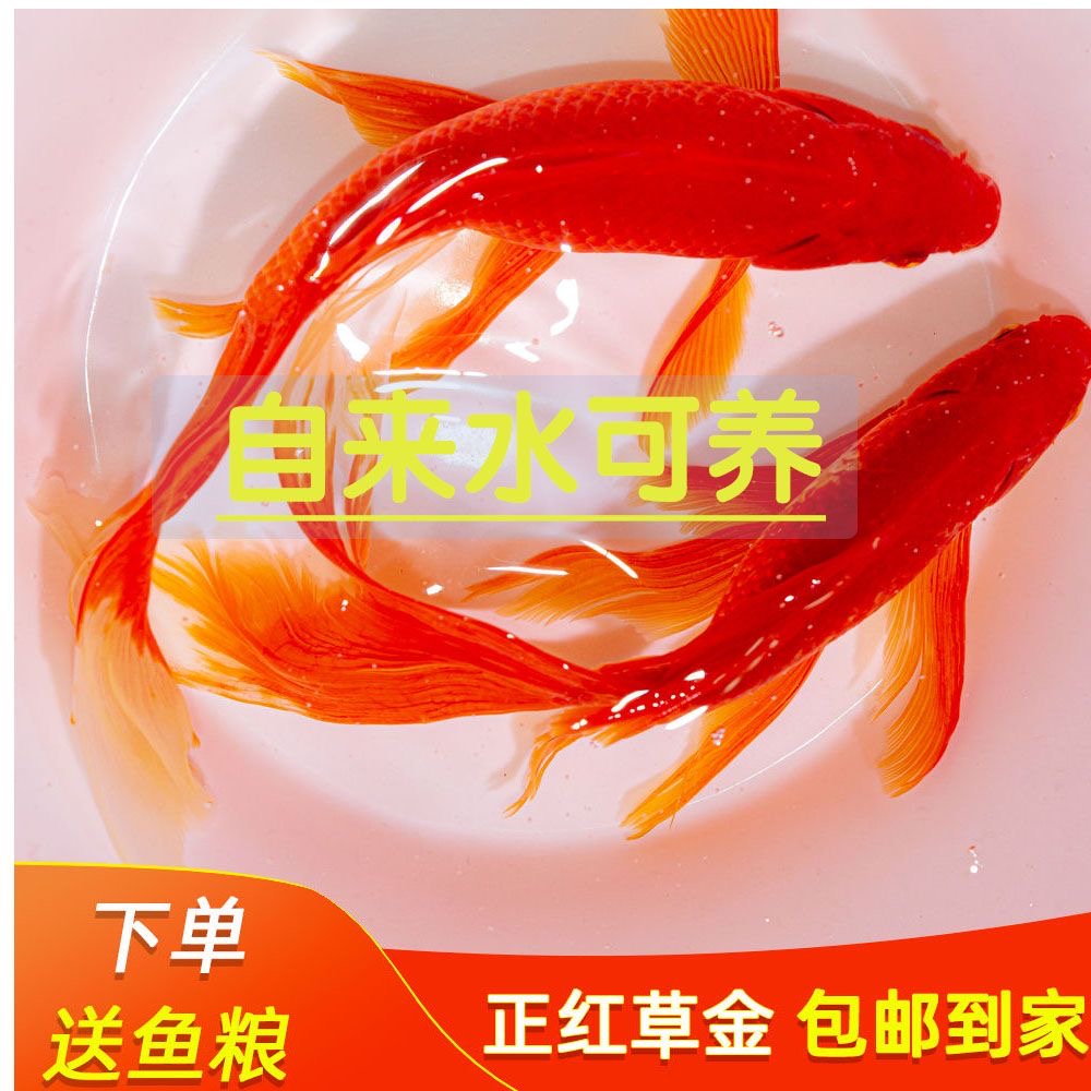 小红草金淡水养殖耐活好养新手鱼冷水观赏鱼长短尾发货